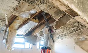 Best Mold Damage Restoration  in Greenville, GA